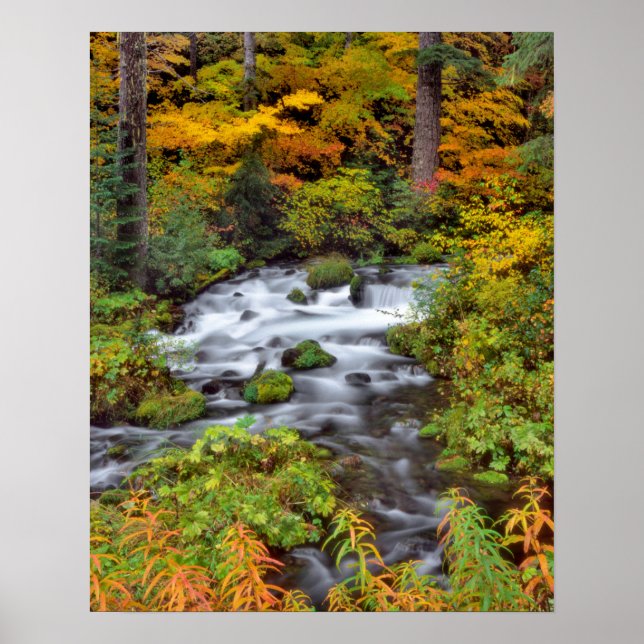 Pôster Rio através da floresta, outono, Oregon (Frente)