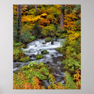 Pôster Rio através de floresta, outono, Oregon