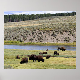 Poster Rio Bison Along Yellowstone no Vale Hayden