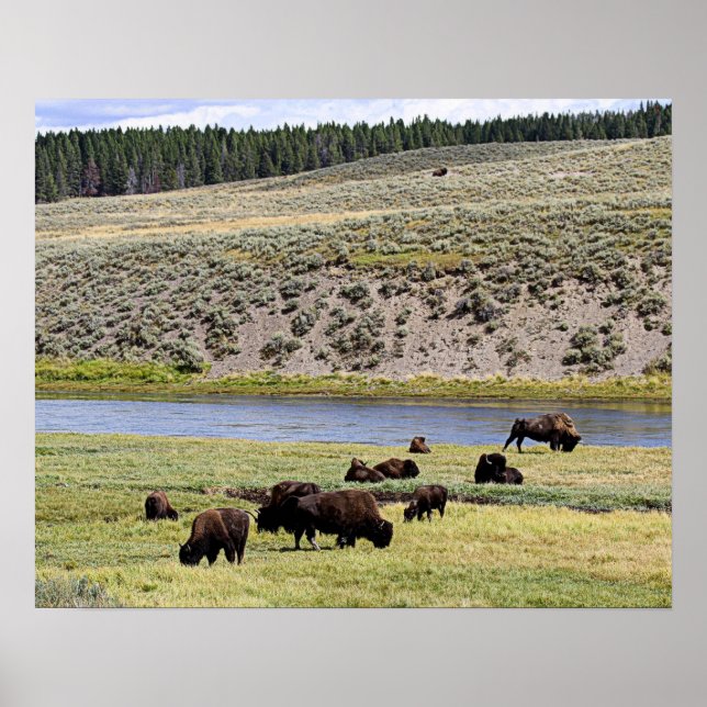 Poster Rio Bison Along Yellowstone no Vale Hayden (Frente)