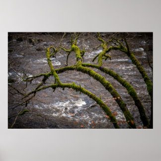 Poster Rio Bran - Ermida de Dunkeld