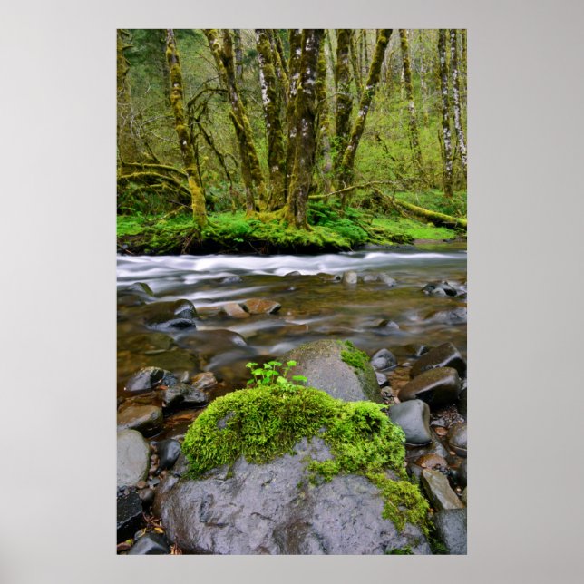 Pôster Rio em floresta verde, Oregon (Frente)