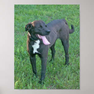 Poster Riso do filhote de cachorro do filhote de cachorro