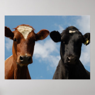 Poster Riverton Cows, Devon, Inglaterra