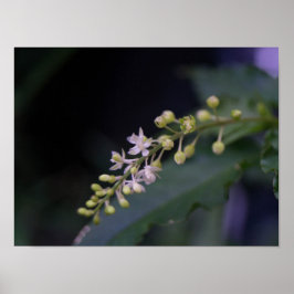 Poster Rivina humilis