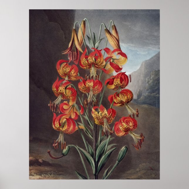 Pôster RJ Thornton - A Lily Supurb (Frente)