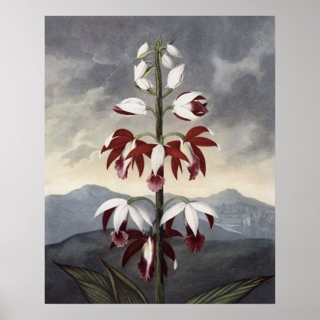 Pôster RJ Thornton - A Orquídea do Limodoron na China (Frente)