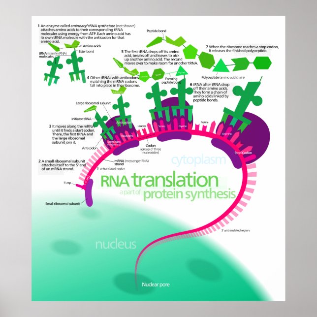 Pôster RNA Translation in Protein Synthesis Diagram (Frente)