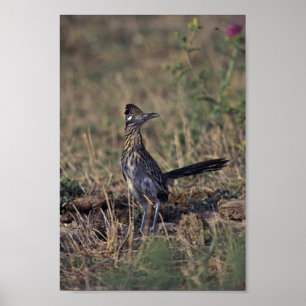 Pôster Roadrunner