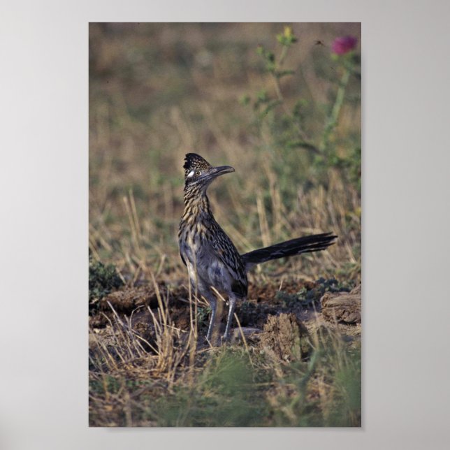 Pôster Roadrunner (Frente)