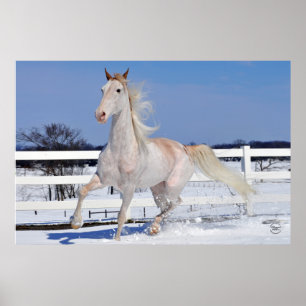 Poster Roan vermelho na neve