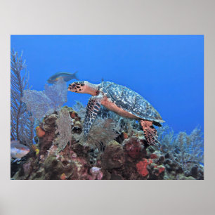 Poster Roatan Hawksbill