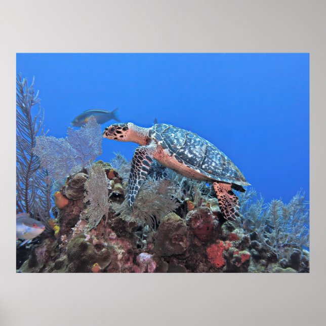 Poster Roatan Hawksbill (Frente)