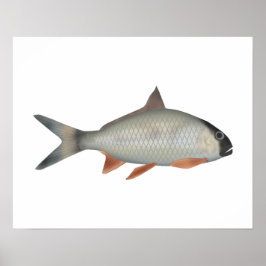 Poster Robalo Assamês