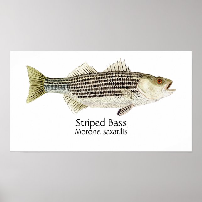 Poster Robalo Listrado Arte (Frente)