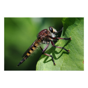 Pôster Robber Fly