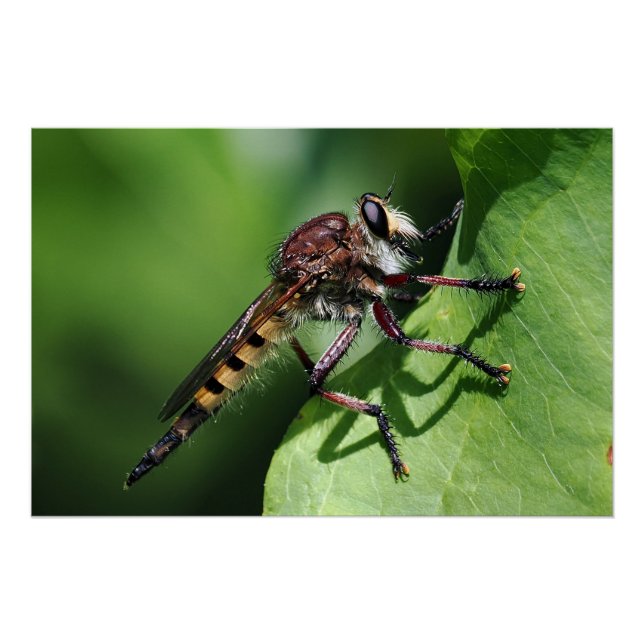 Pôster Robber Fly (Frente)