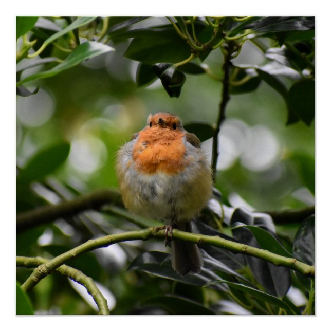 Pôster Robin (Frente)
