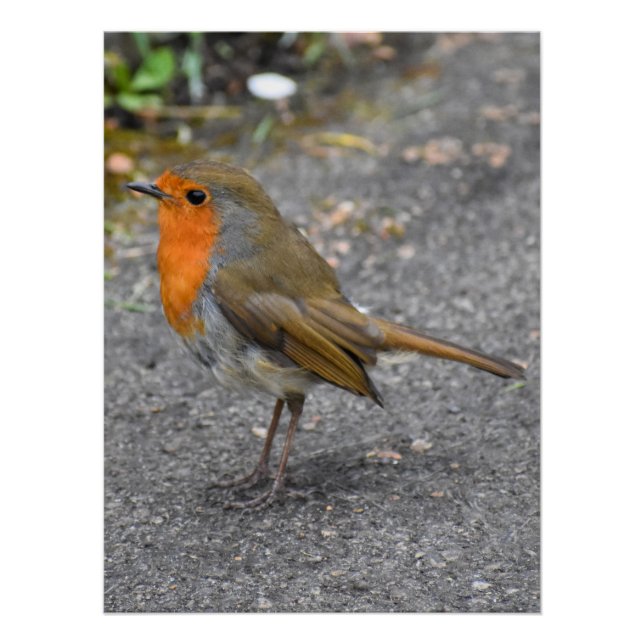 Pôster Robin (Frente)