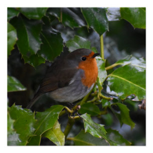 Pôster Robin