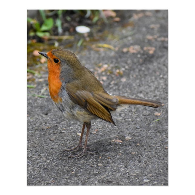 Pôster Robin (Frente)