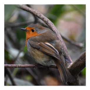 Pôster Robin