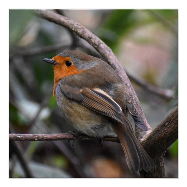 Pôster Robin (Frente)
