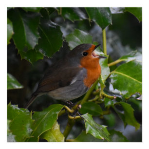 Pôster Robin