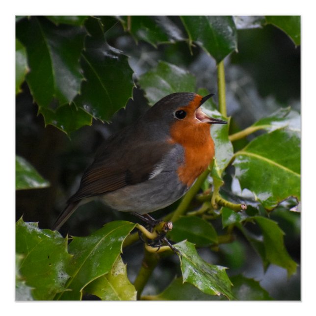 Pôster Robin (Frente)