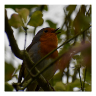 Pôster Robin