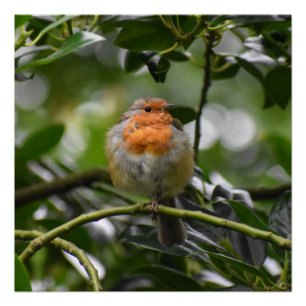 Pôster Robin