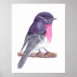 Pôster Robin