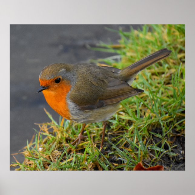 Poster Robin (Frente)