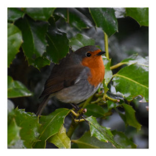 Pôster Robin