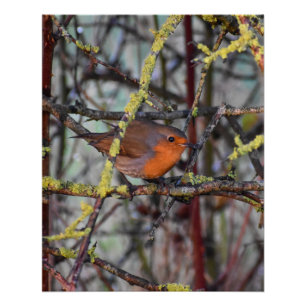 Pôster Robin