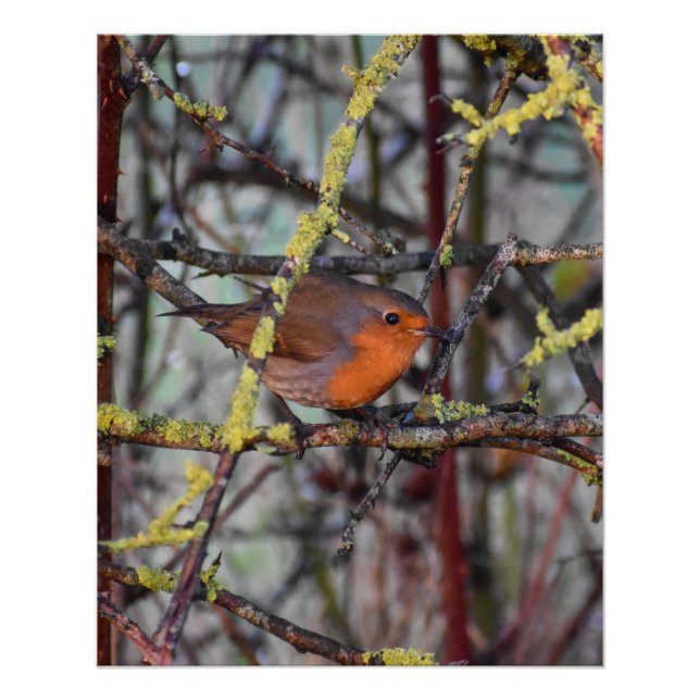Pôster Robin (Frente)