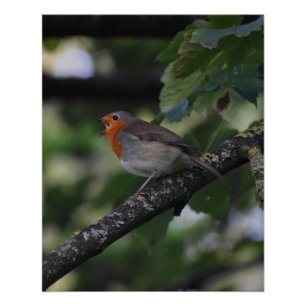 Pôster Robin