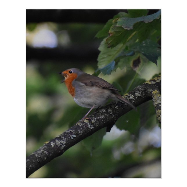 Pôster Robin (Frente)