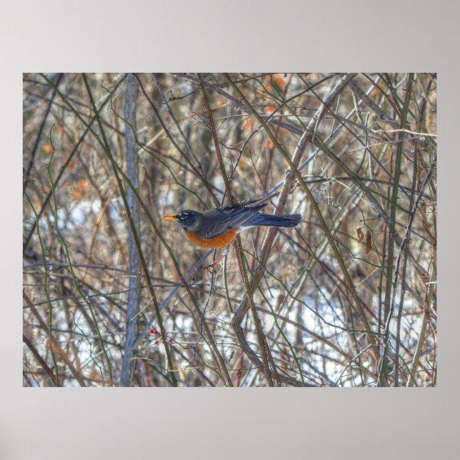 Poster Robin Americano (Frente)