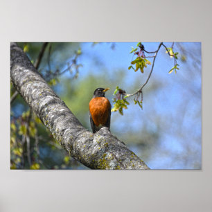 Poster Robin Americano em uma Árvore Maple