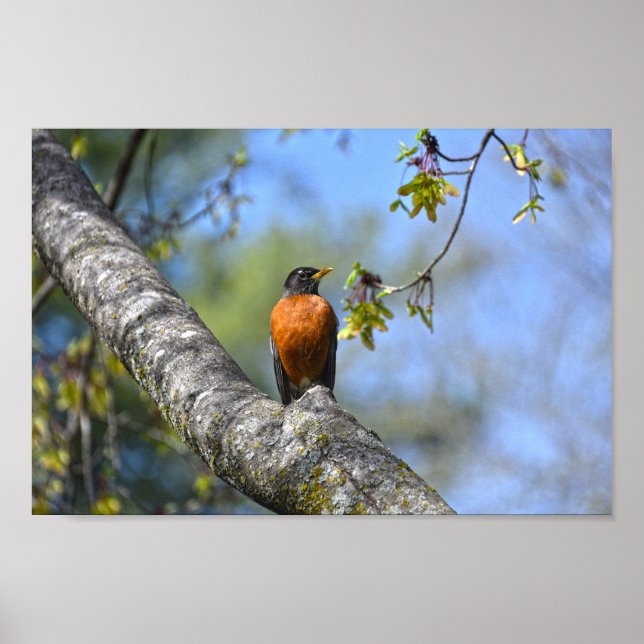 Poster Robin Americano em uma Árvore Maple (Frente)