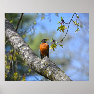 Poster Robin Americano em uma Árvore Maple