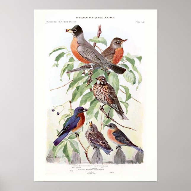 Poster Robin e Bluebird (Frente)