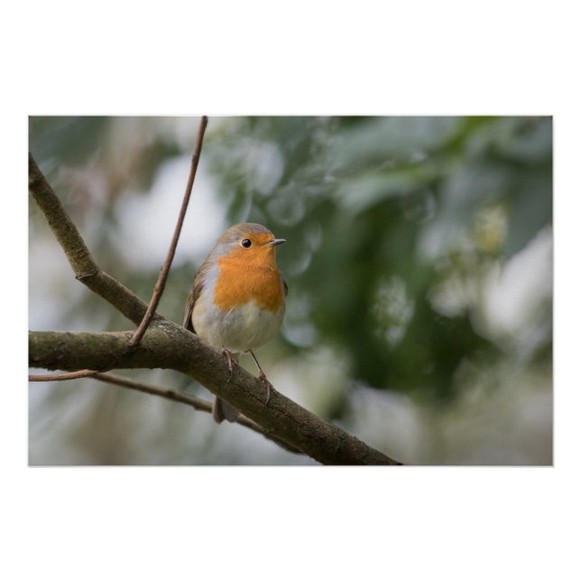 Pôster Robin Nature Photo (Frente)