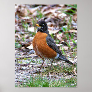 Poster Robin Photo