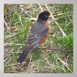 Poster Robin Photo Americano