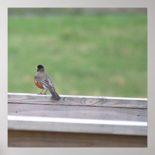 Poster Robin Photo Americano