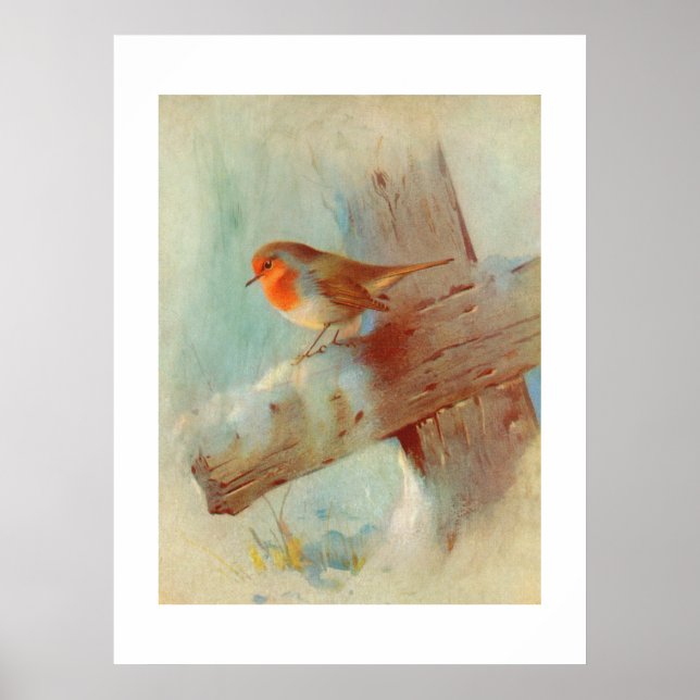 Pôster Robin Rebreast (Frente)