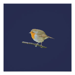 Pôster Robin Redbreast Poster