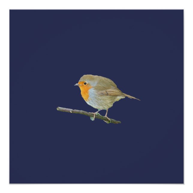 Pôster Robin Redbreast Poster (Frente)